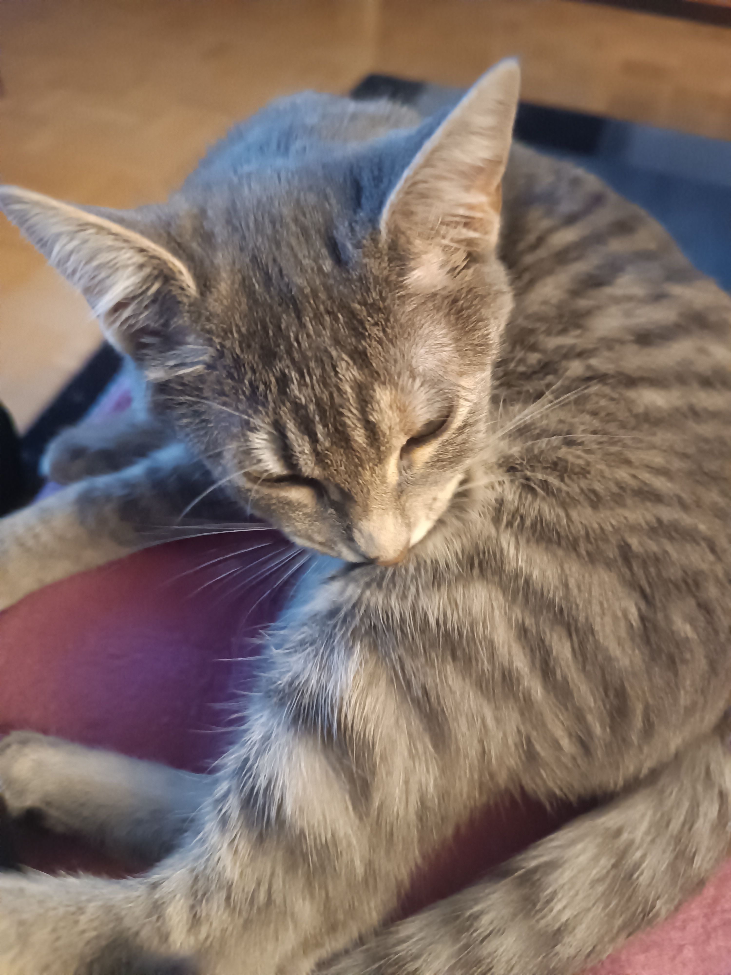 Tiffi - Hammerschmidstraße, Feldkirchen