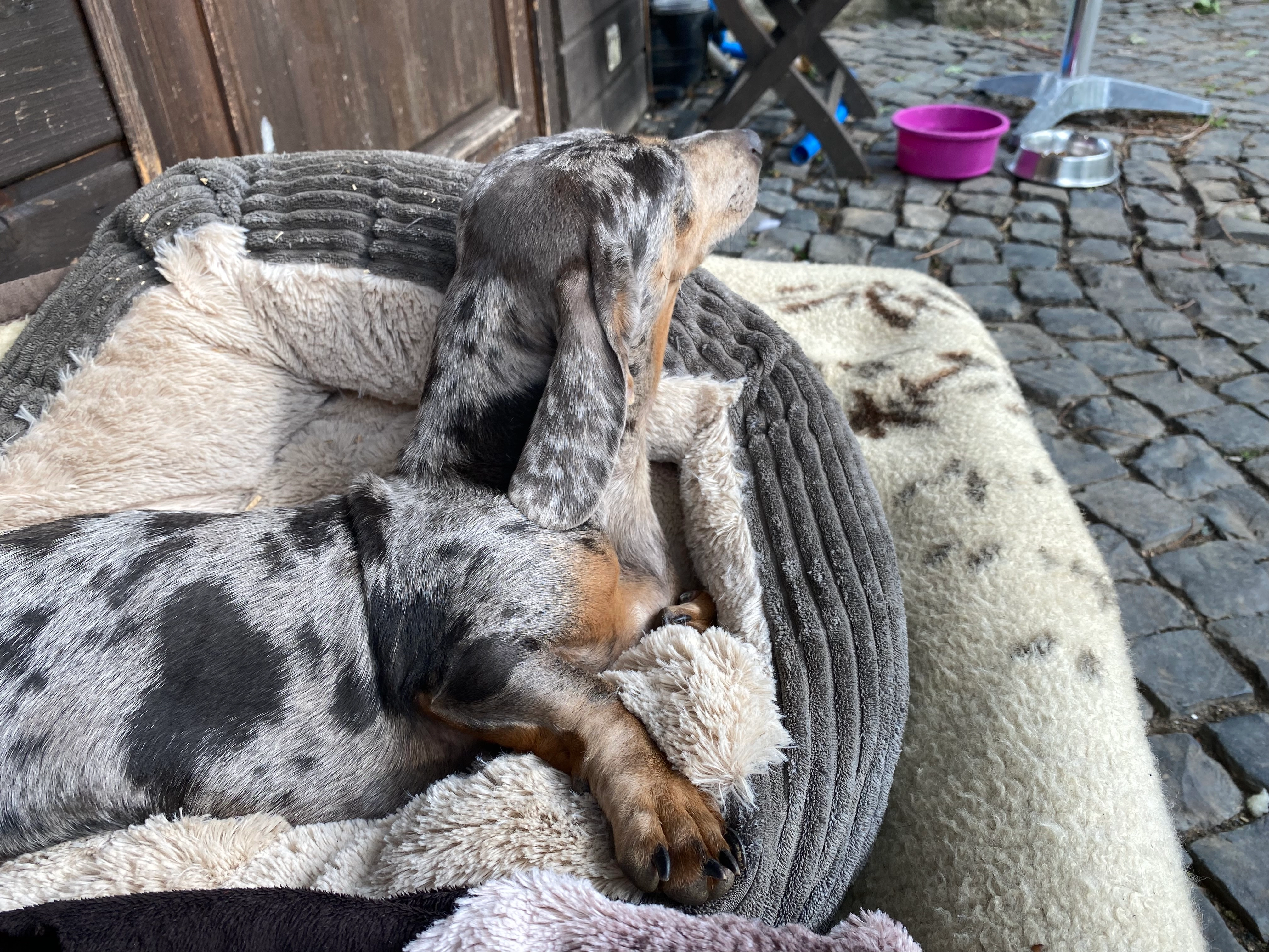 Lotti  - Im Büngertchen, Dierdorf