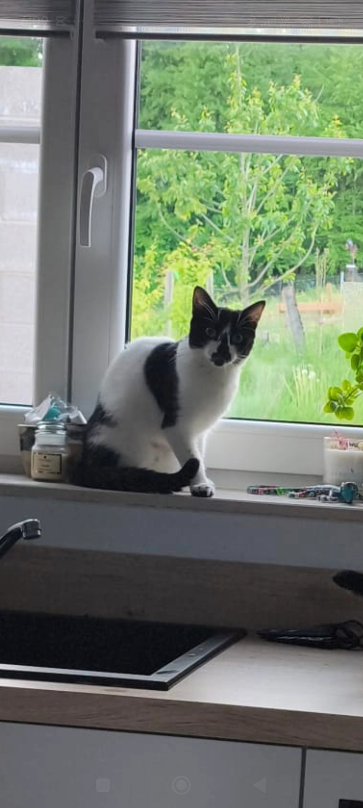 Willow et Maverick  - Grand-Route 110, Ciney