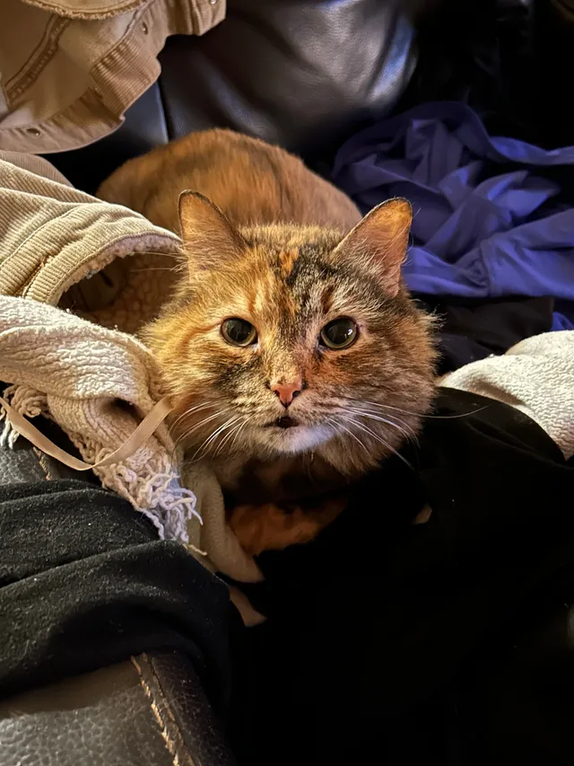 Hazel - Caroline Road, Columbia