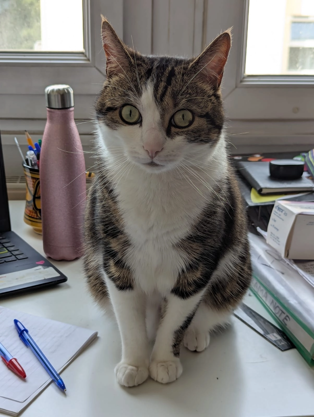 Apollo Tiger  - Route de la Lande, Quetteville