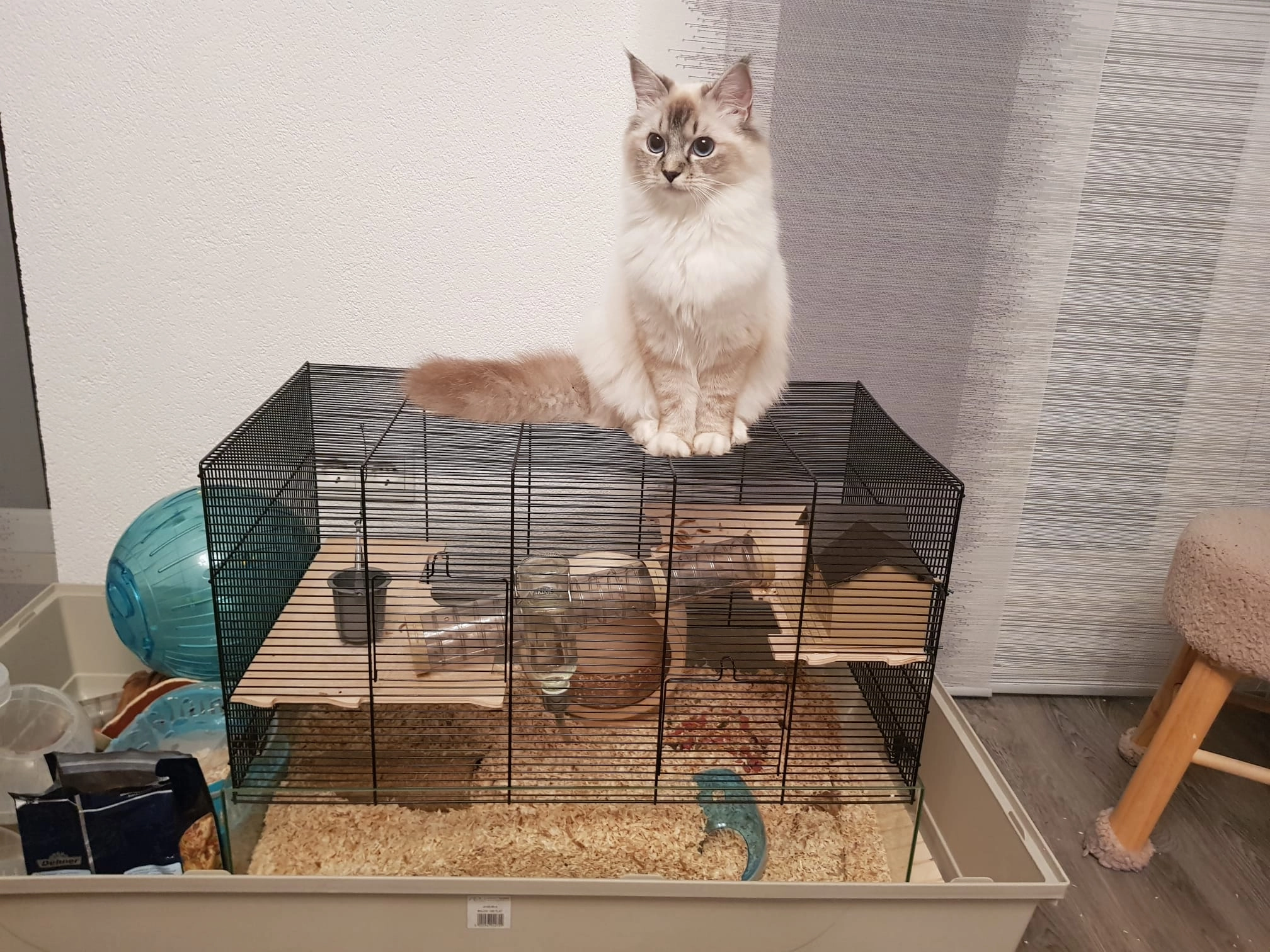 Bella - Galileistraße, Singen