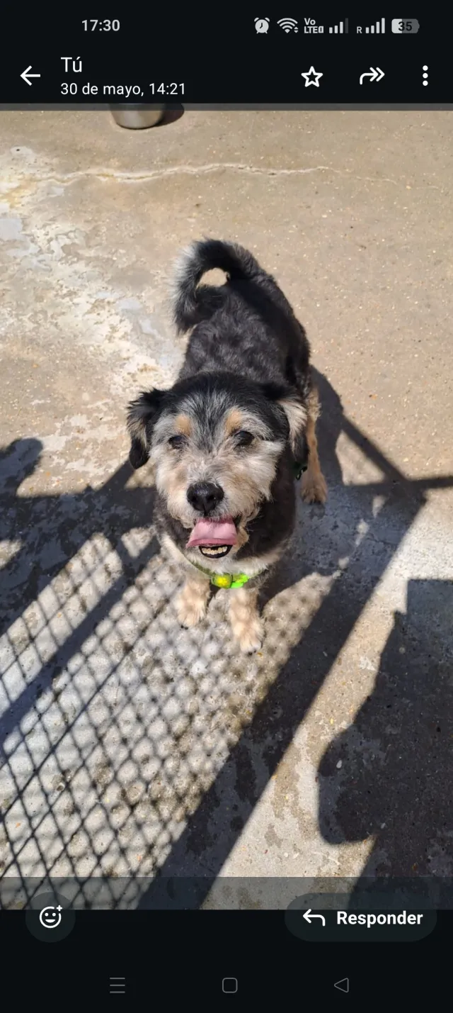 Rocky  - SE17 2, London