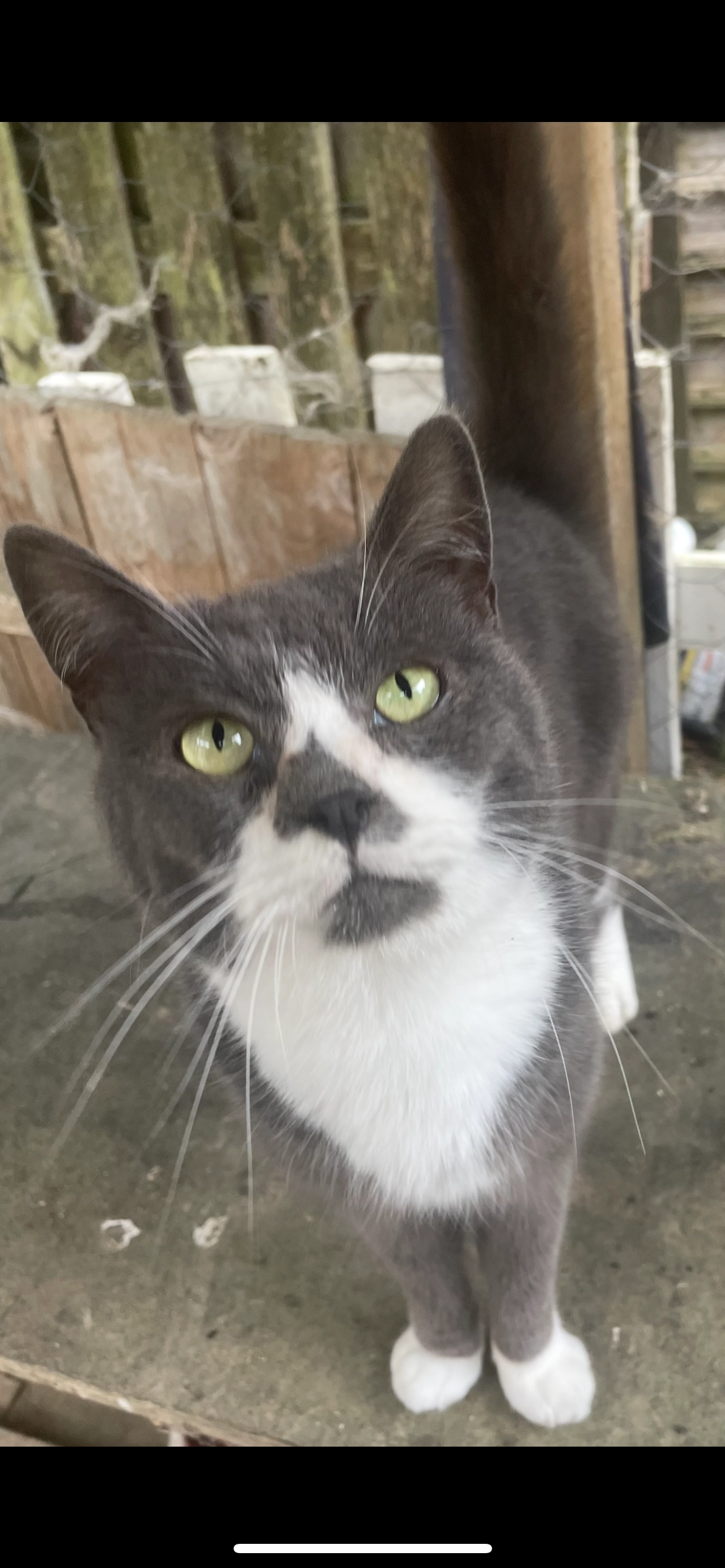 Jasper - Carley's Bridge, Enniscorthy