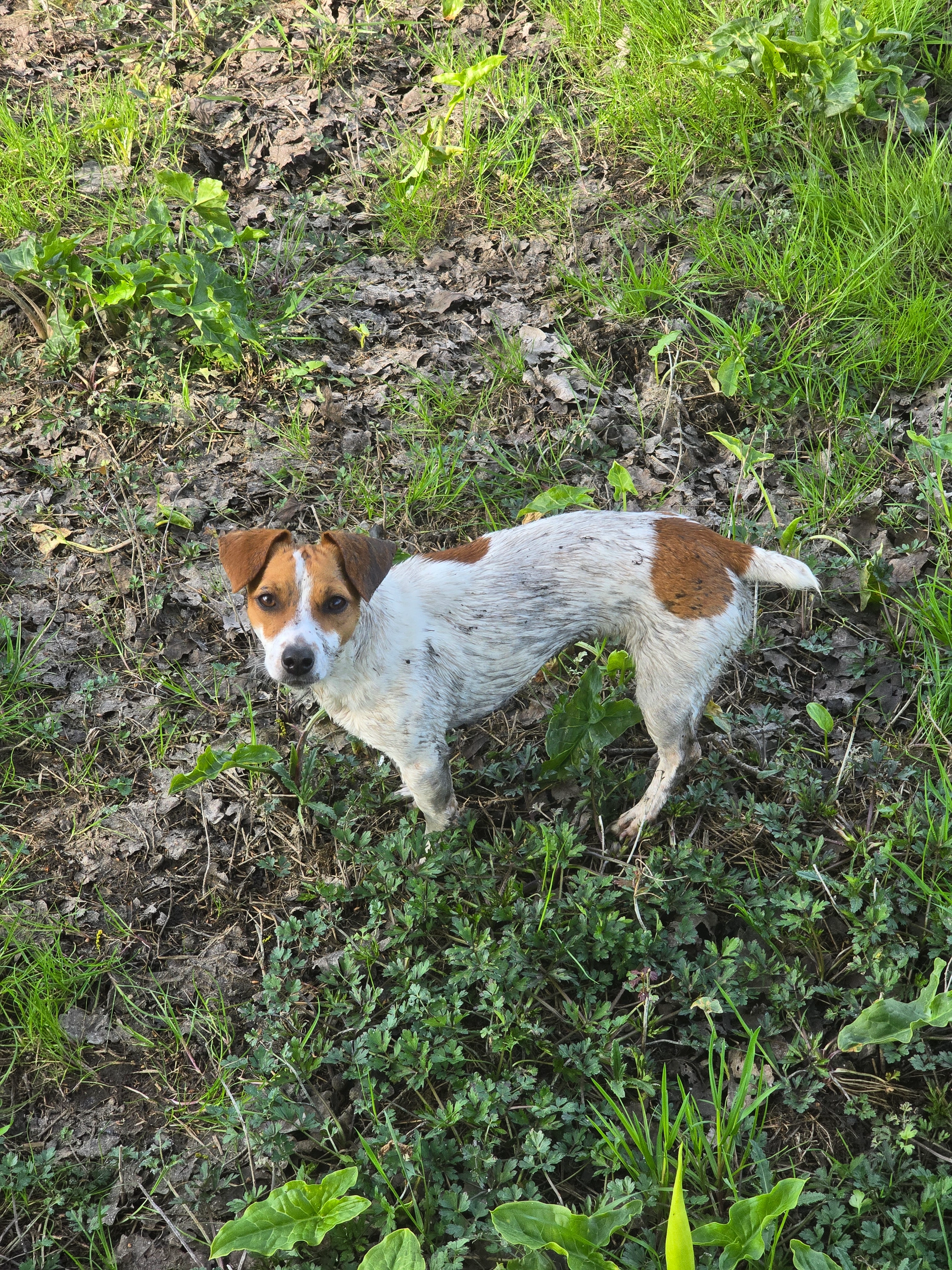 Vicky - 15 Saint-Vincent, Monts-sur-Guesnes