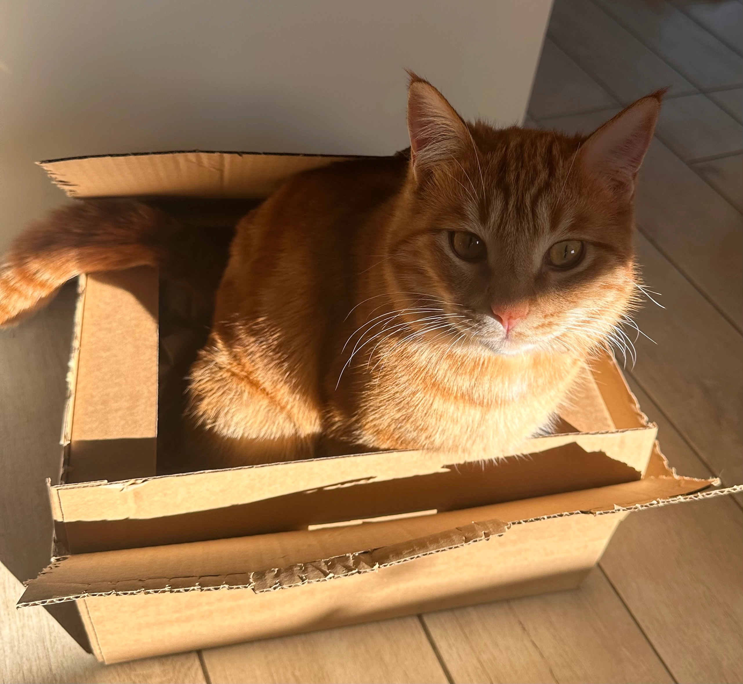 Jiji - Am See, Krummwisch