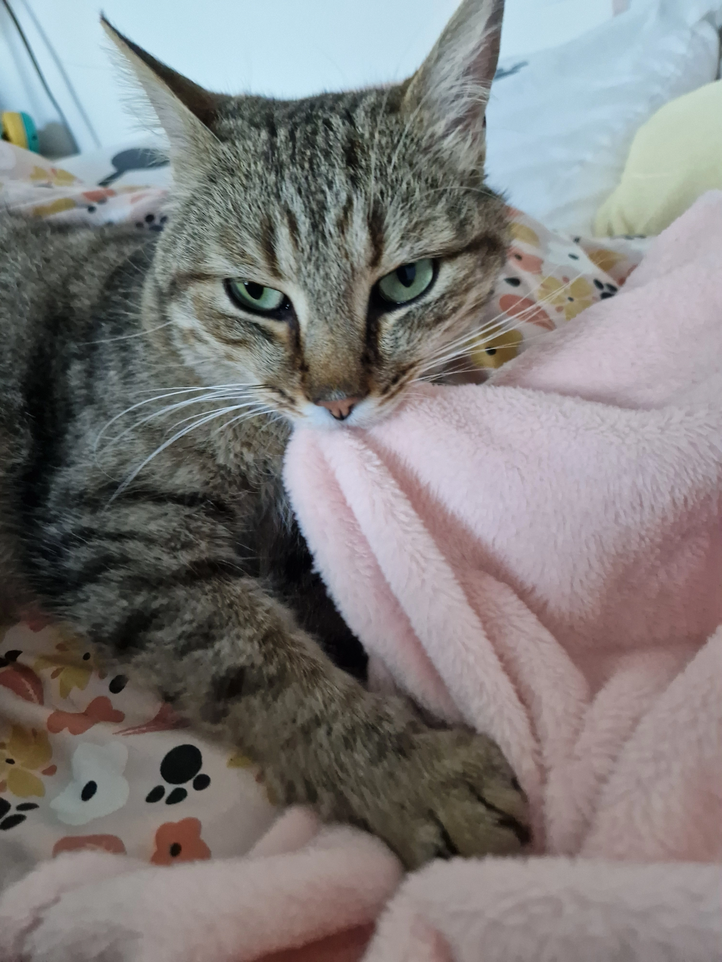 Croquette - Place Du Marché Aux Porcs, Nozay