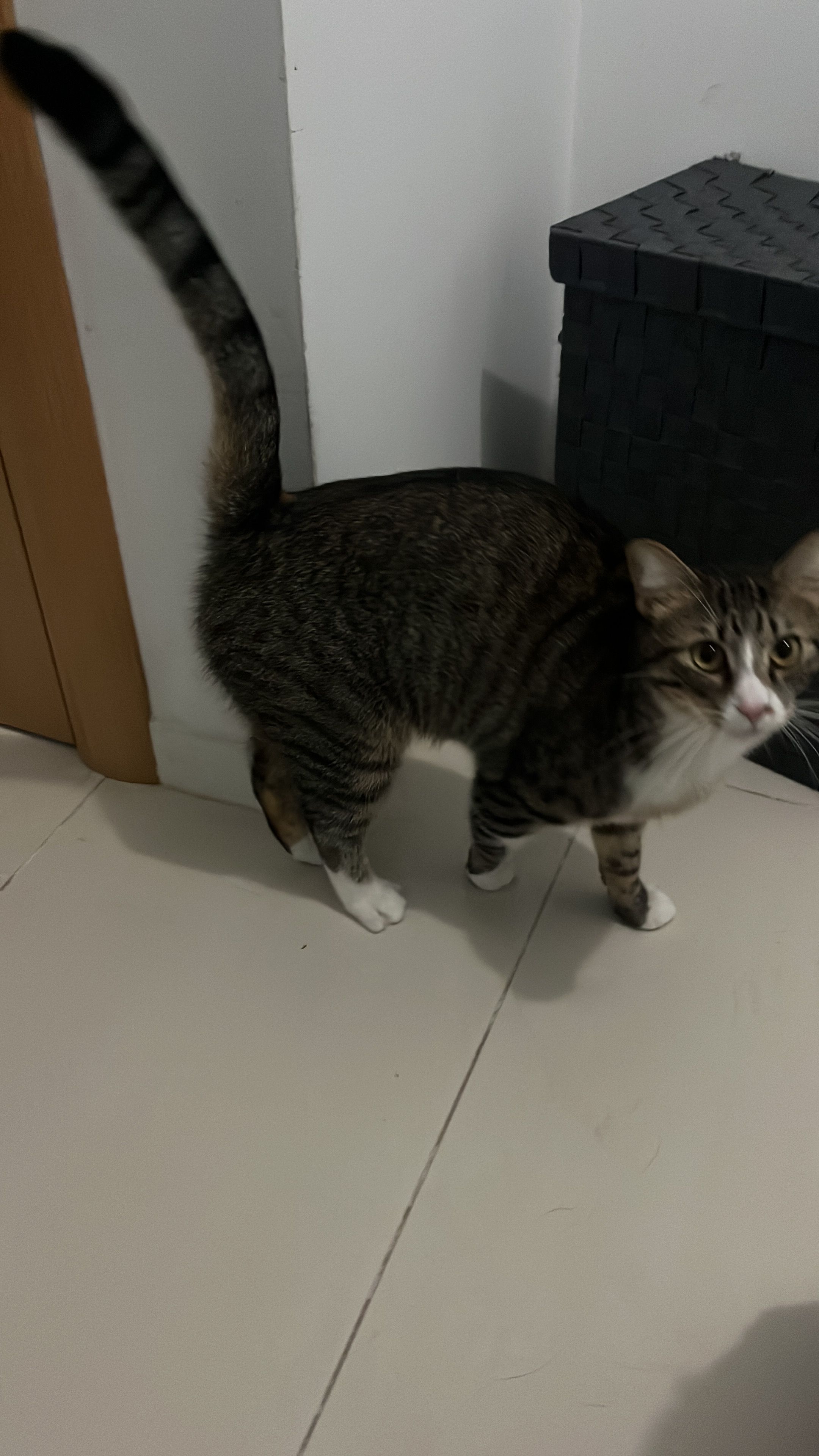 Zar - Carrer De Sant Judes, Mont-roig del Camp