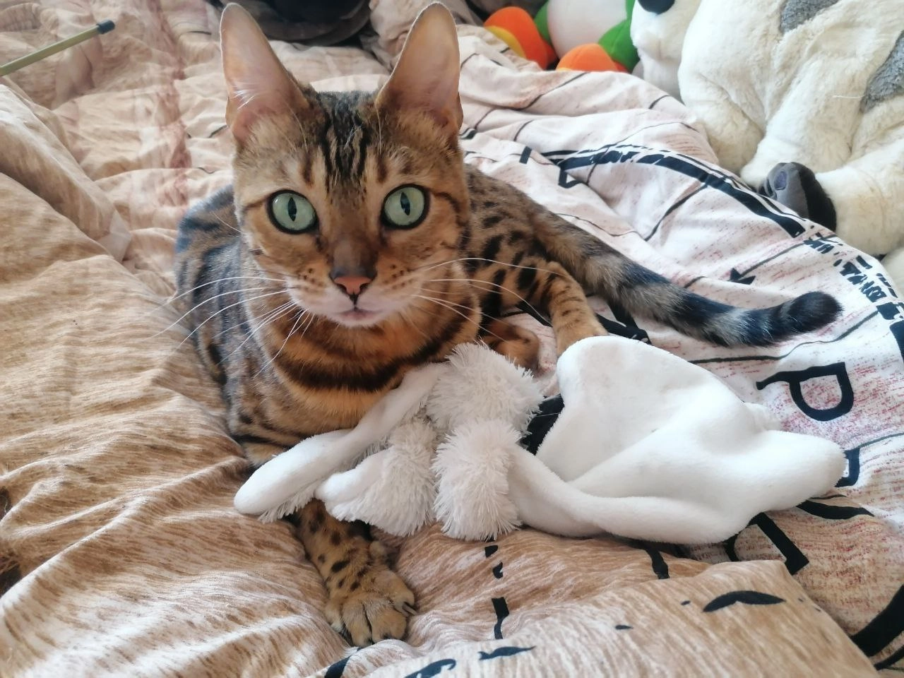 Misty - Tweede Jacob van Campenstraat, Amsterdam