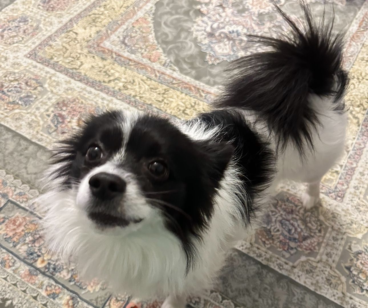 Pablo - Nelkenweg, Hamburg