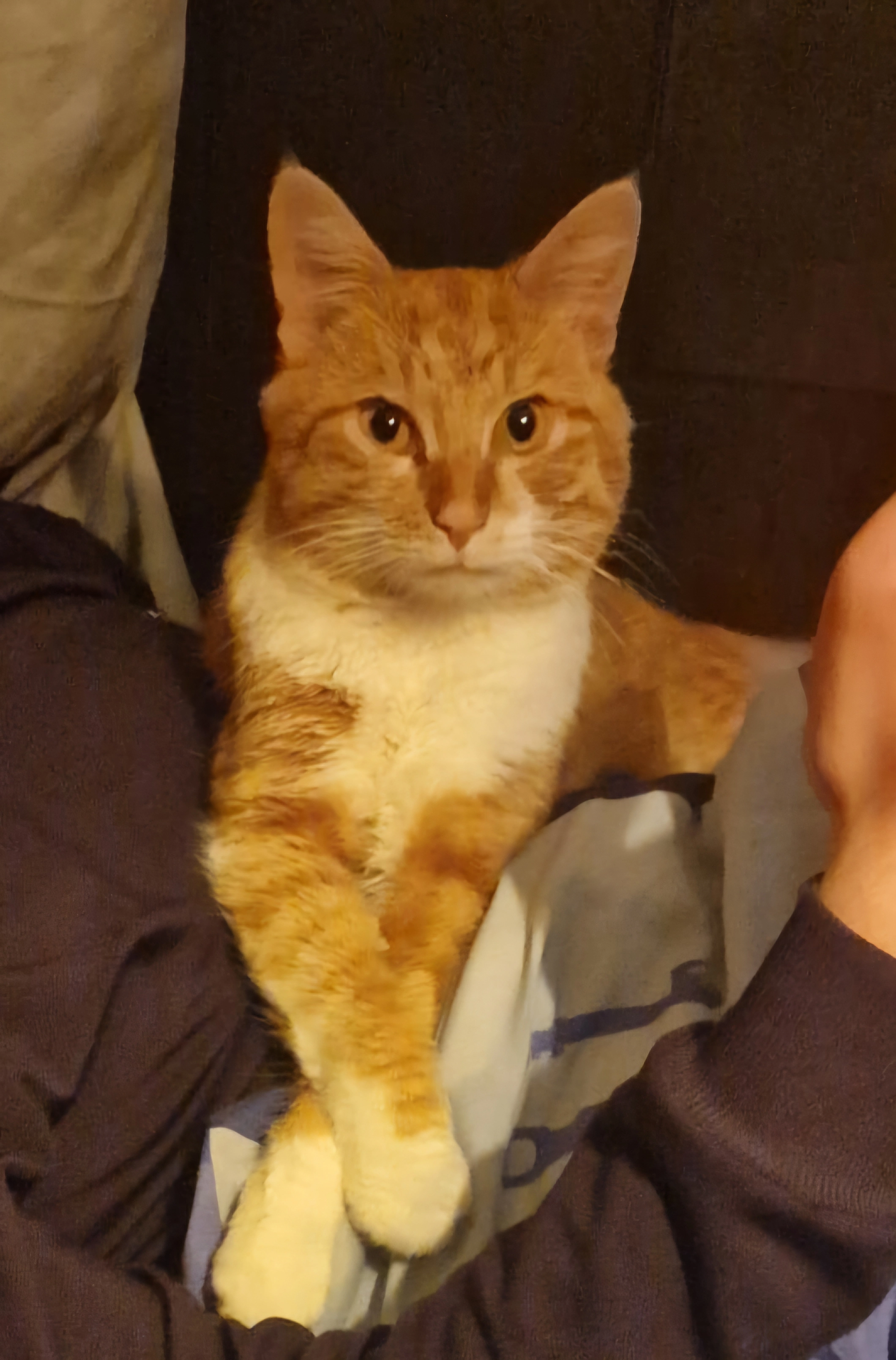 Ollie - Reuveltweg, Grubbenvorst