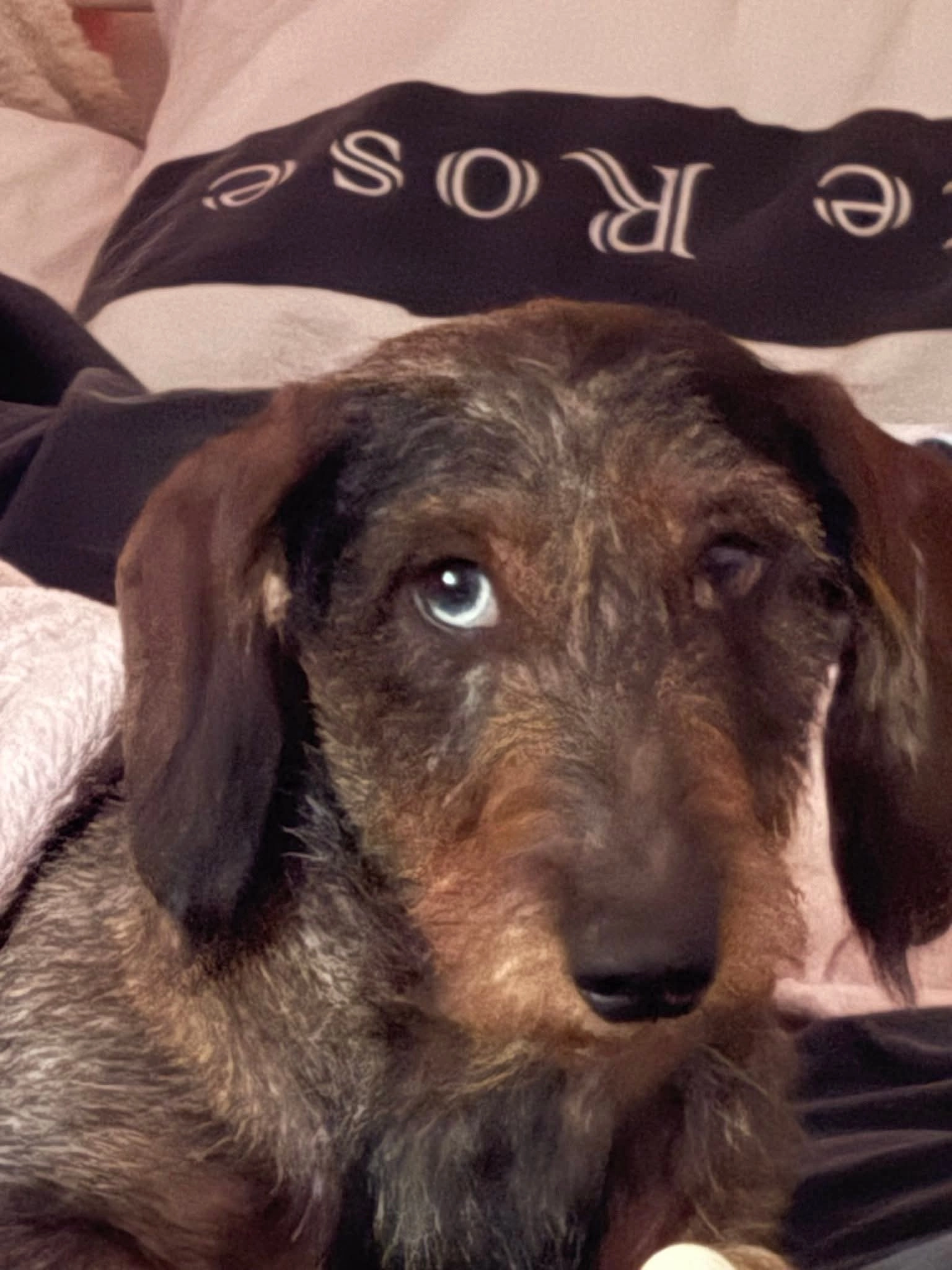 Moike - Kolenspoor, Maaseik