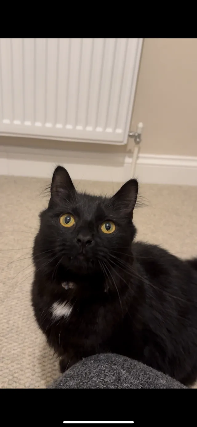 Zeus - Lapwing Avenue, Caldicot