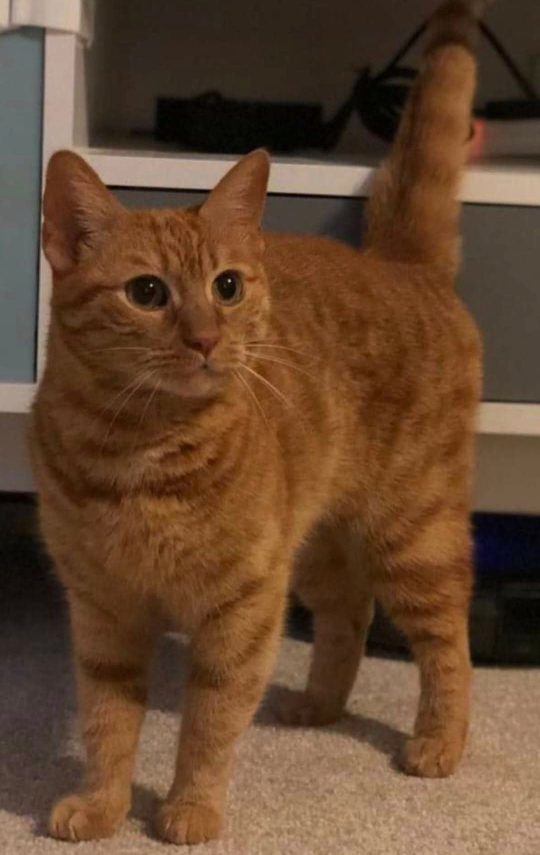 WILMA - The Old Mill, Newtownabbey