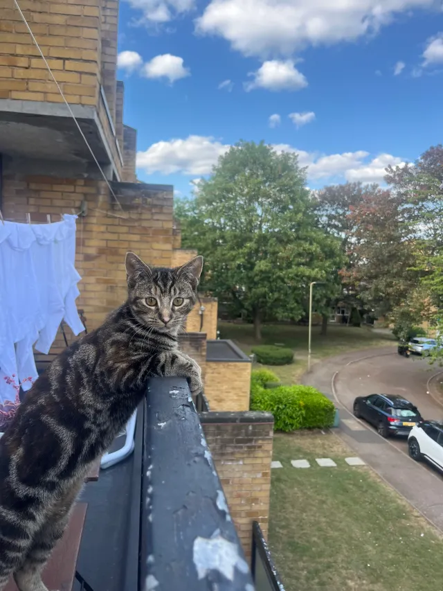 Bambi - Bredhurst Close, London