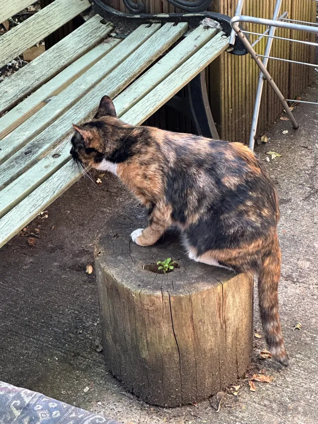 Candy - Cecil Road, Hounslow