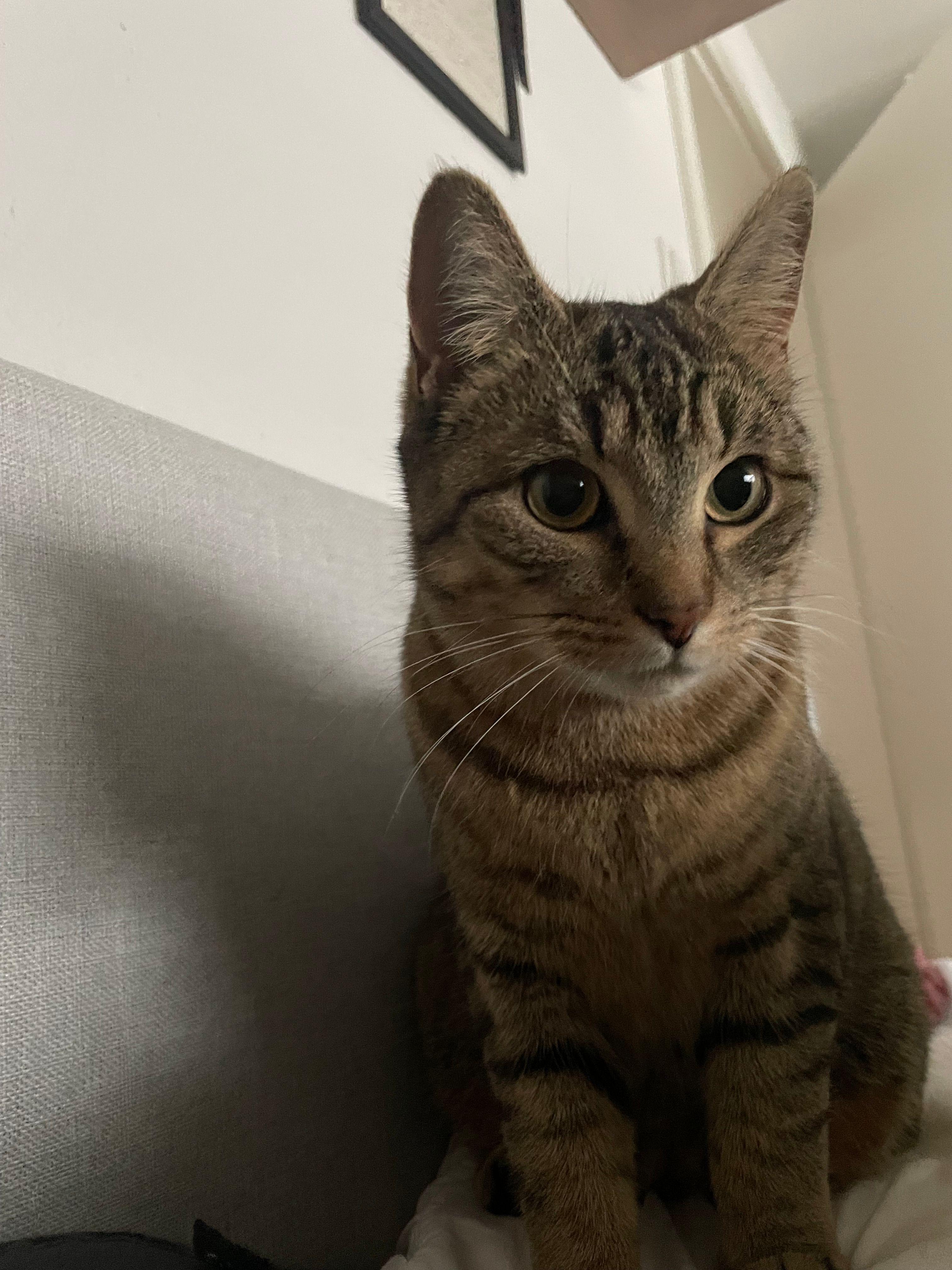 Maple - Herrenstraße, Ehrenkirchen