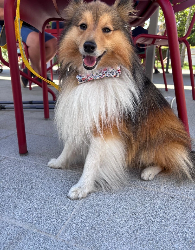 Bailey  - De Grote Zeemeeuwen, Koksijde