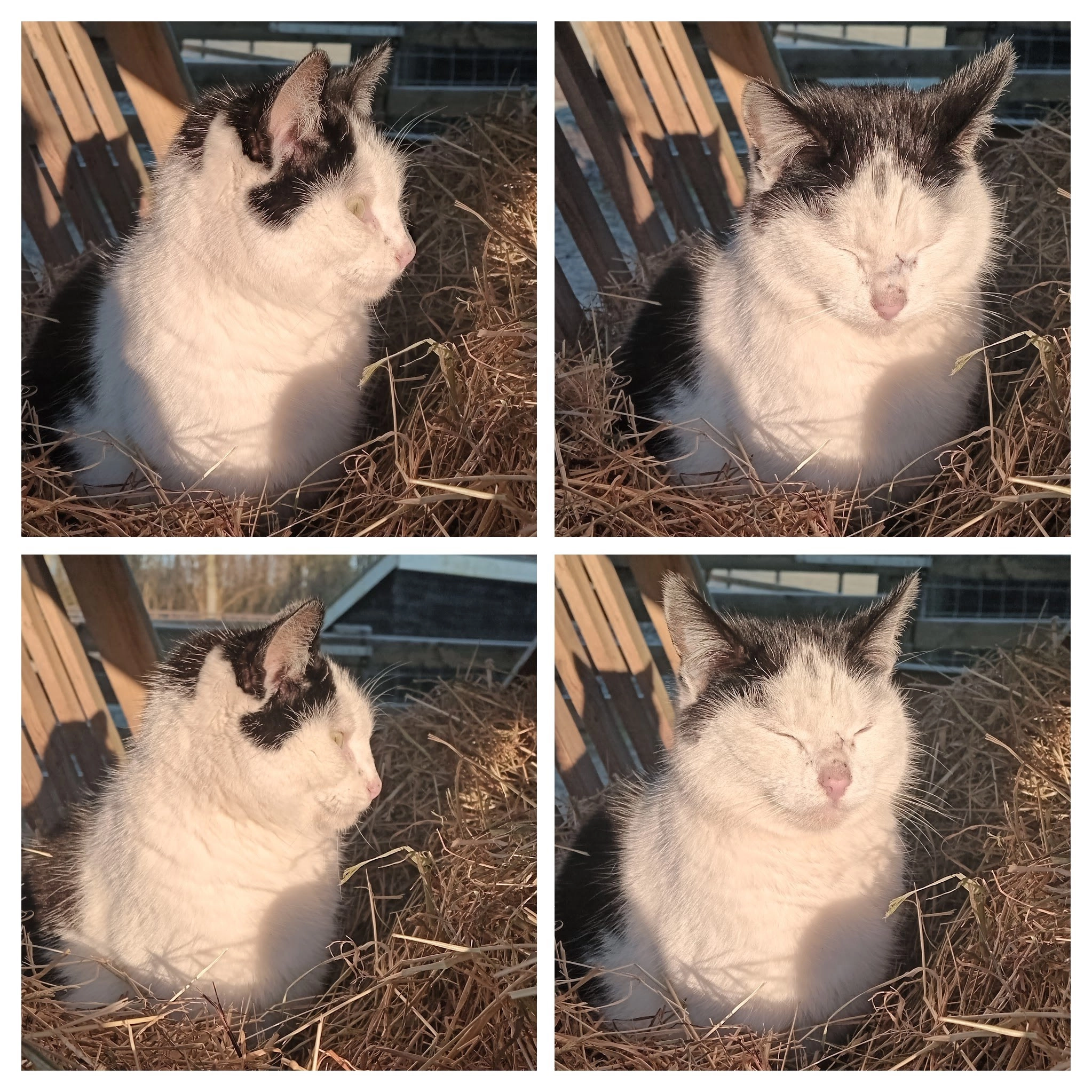 Wellie - Nieuweweg, Koudum