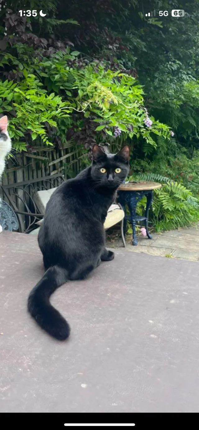 Narla  - Forest Edge, Buckhurst Hill