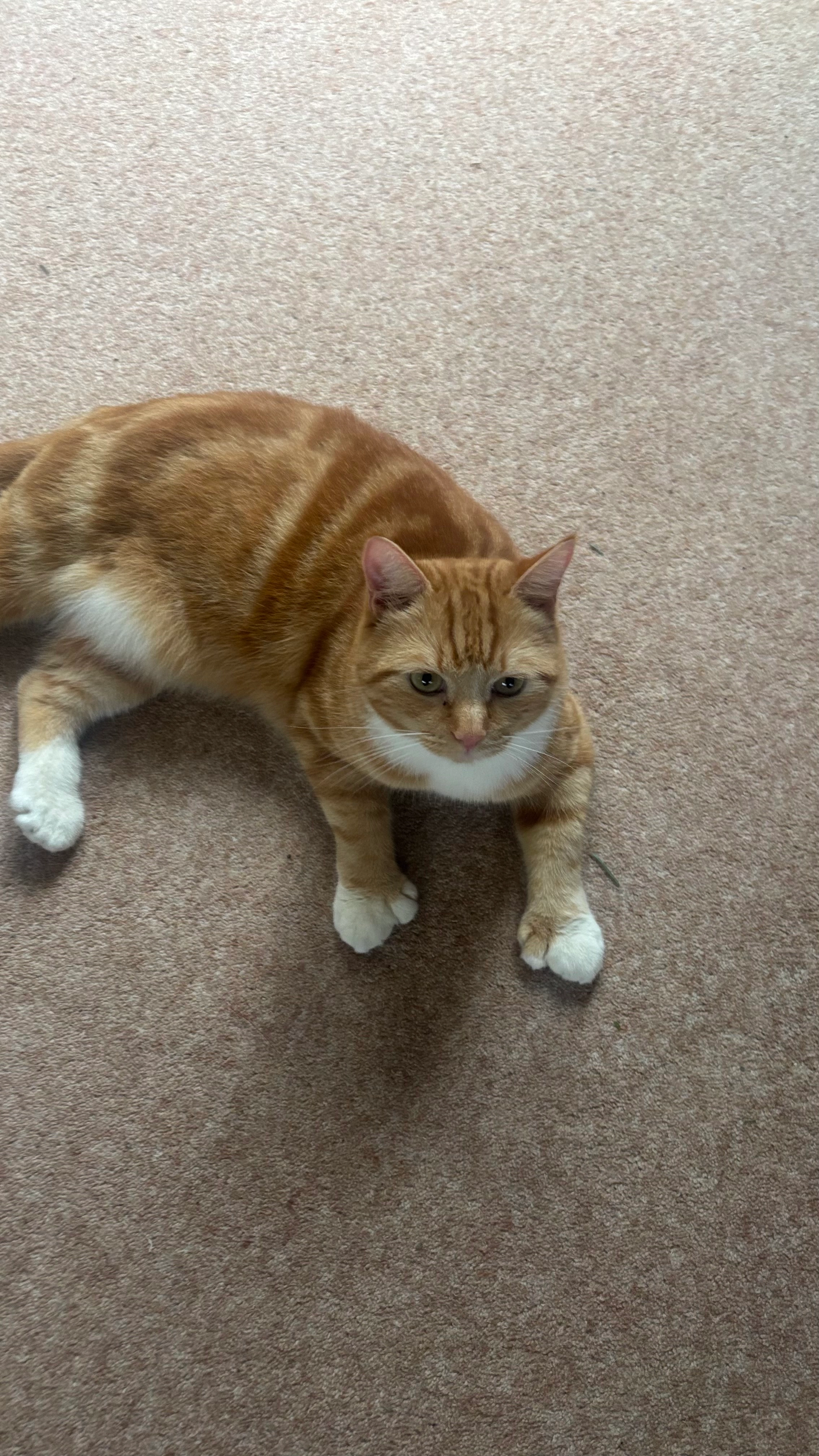 Ezra  - Townsend, Bristol