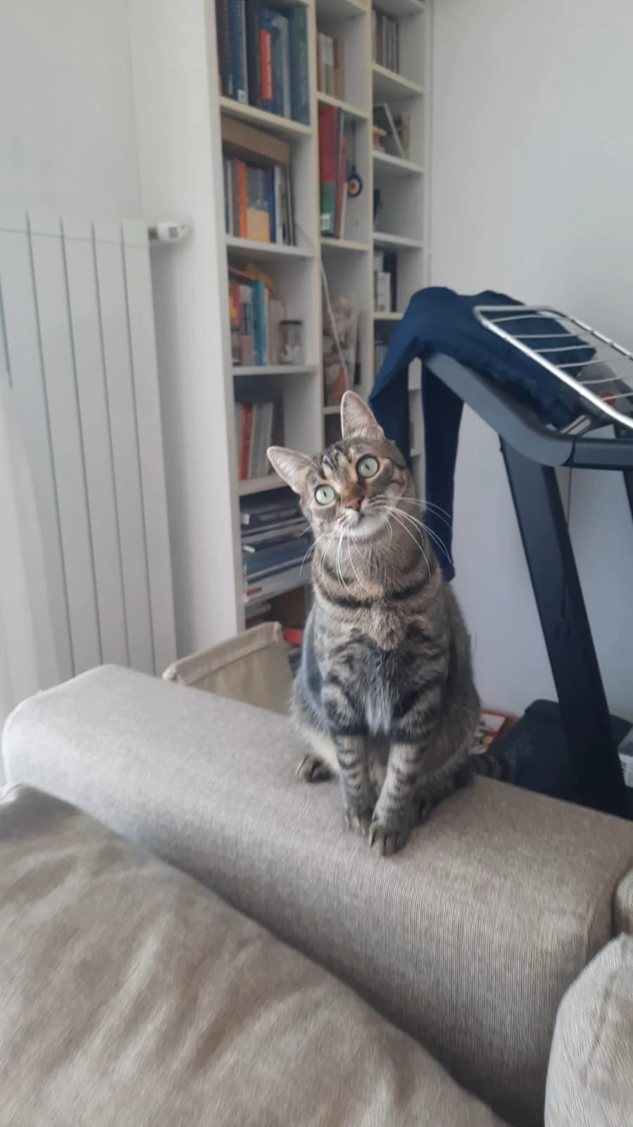 Regina - Rue François Trausch, Mamer