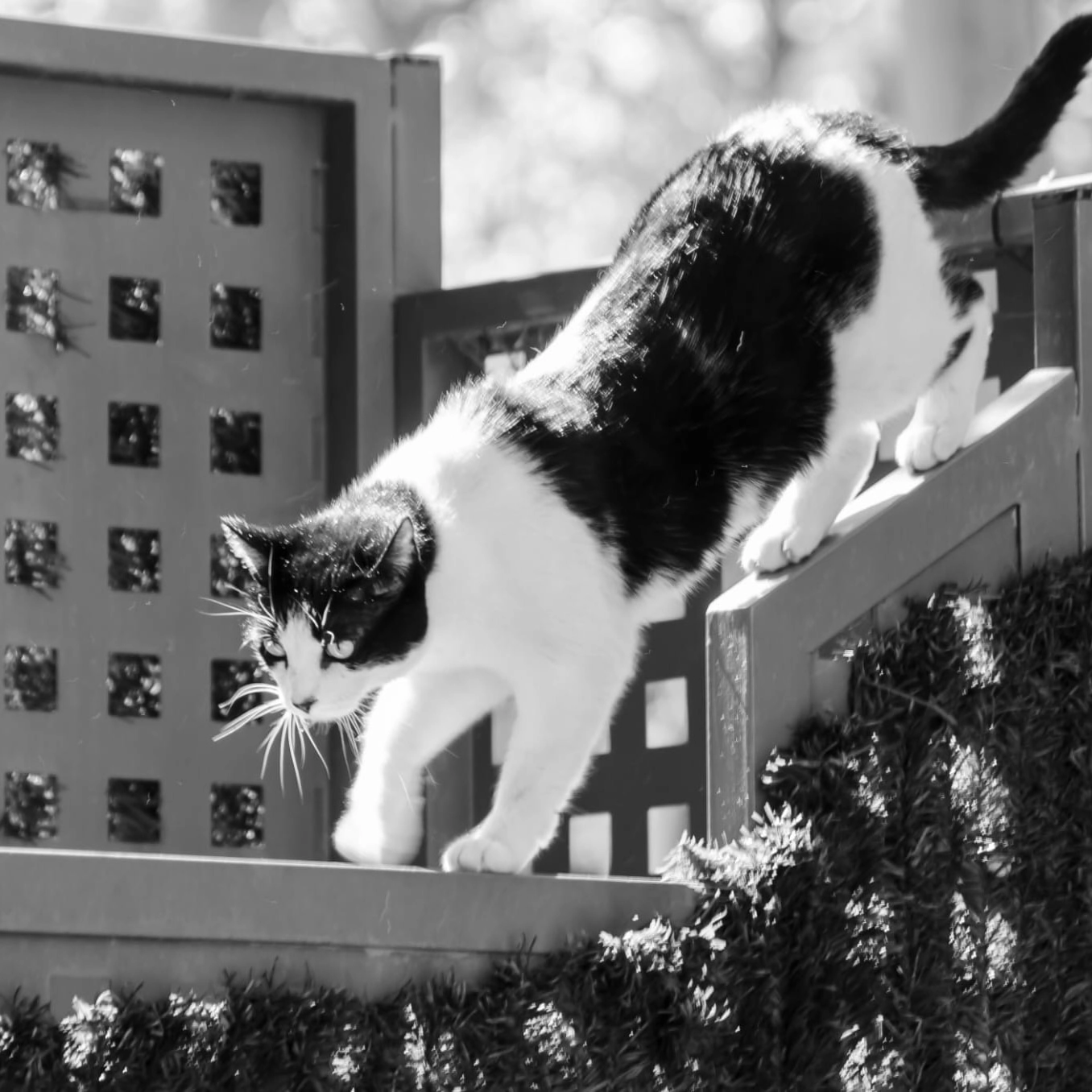 Lola - Avenida de Montes de Oca, San Sebastián de los Reyes