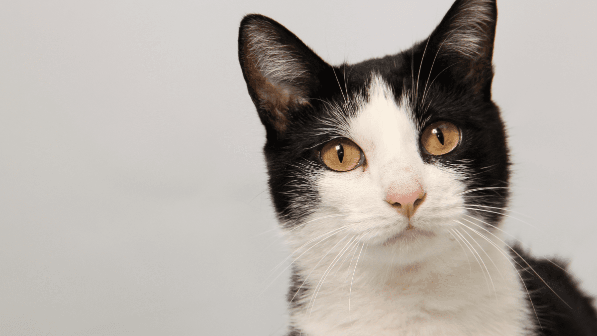 Mandou - Hoppbanegatan, Västerås