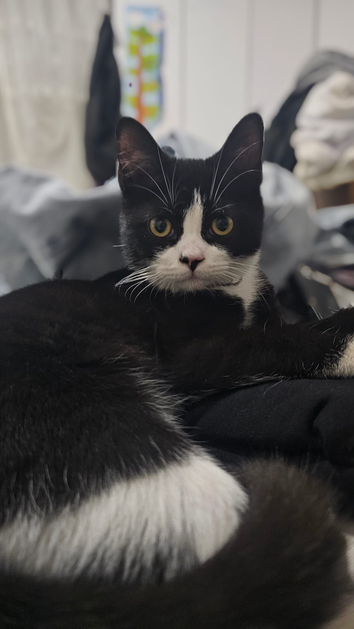 Pedro - 212. Sokak, Alanya