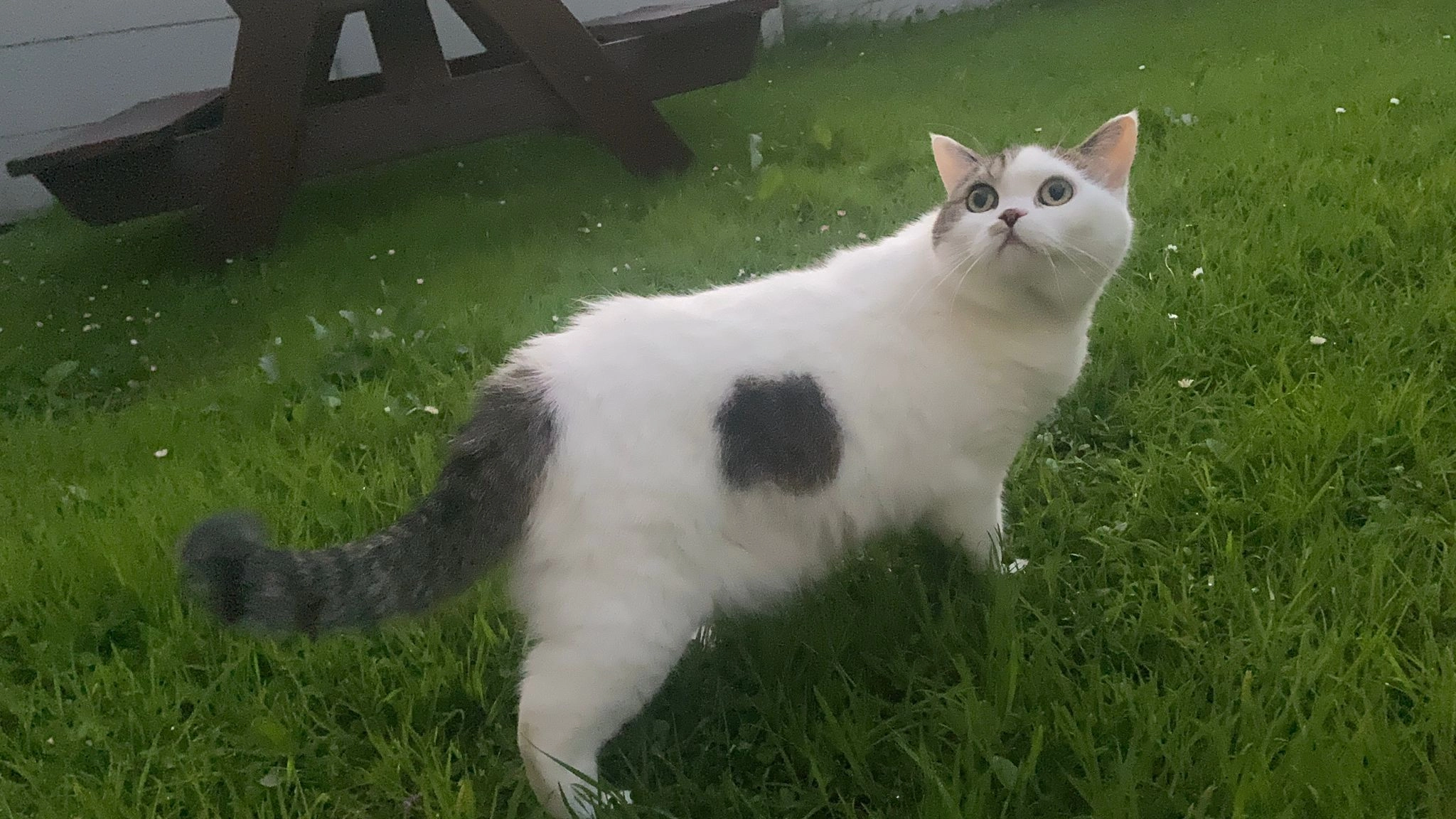 Theo - Lee Drive, Tralee