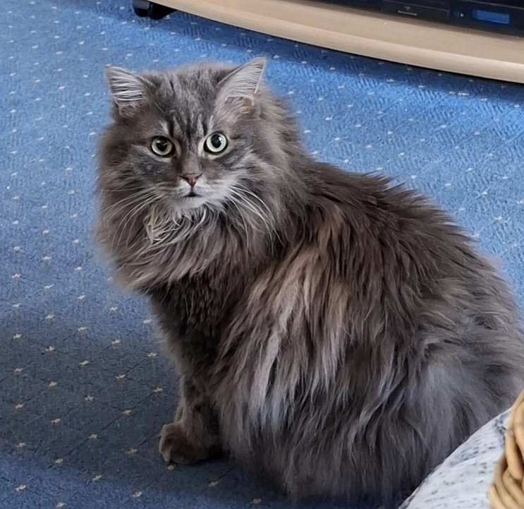 Tiger - Jahnstraße, Speichersdorf