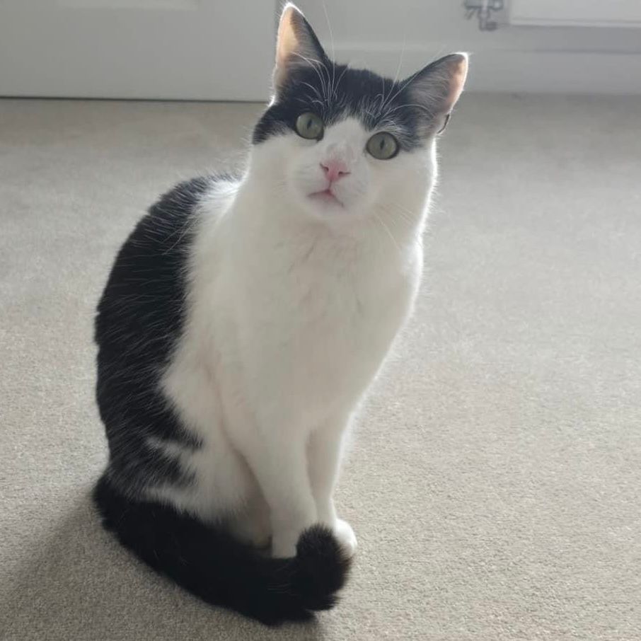 Milo - Jackson Crescent, Tranent