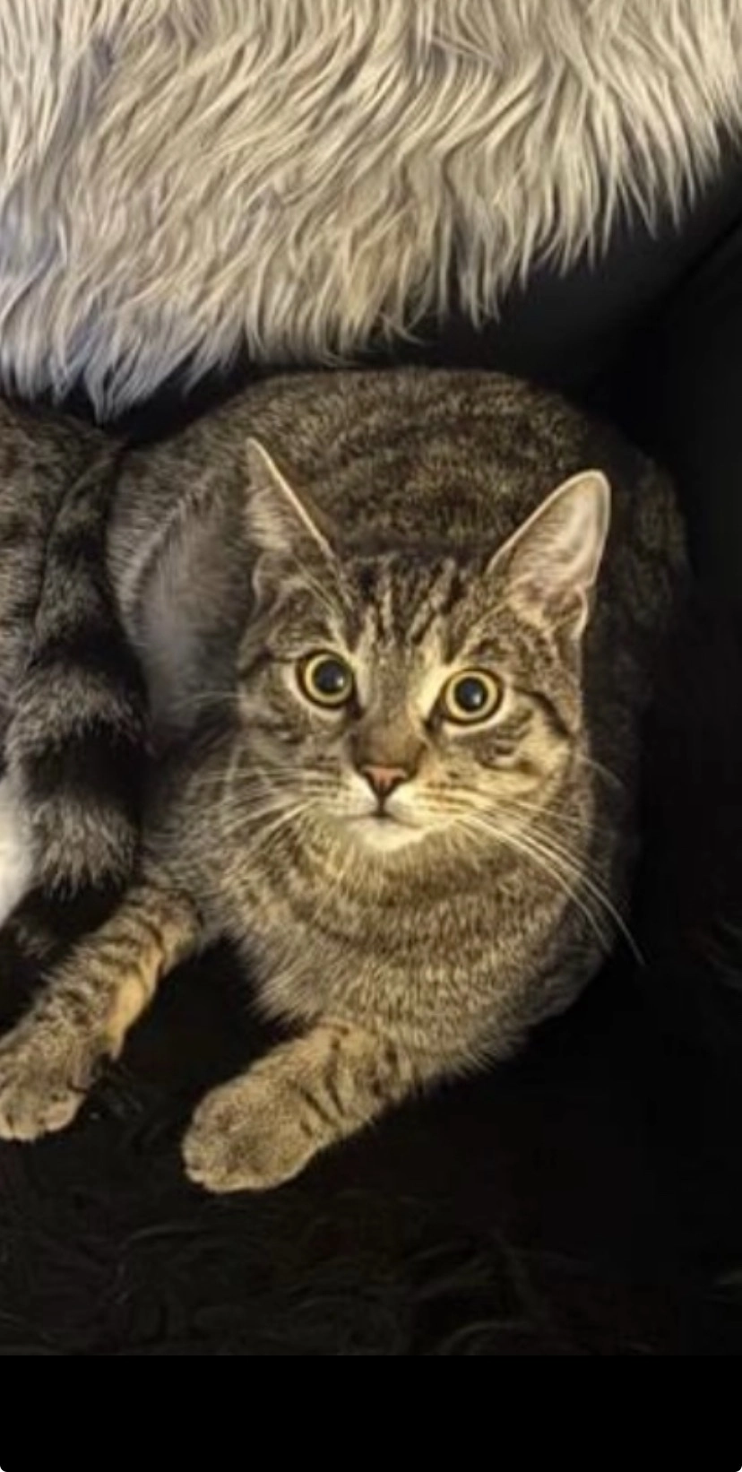 Eddy - Am Löcknitztal 19, Grünheide