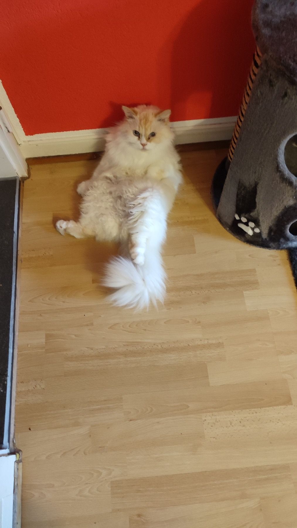 Nikas  - Krebsbachstrasse 83, Schaffhausen