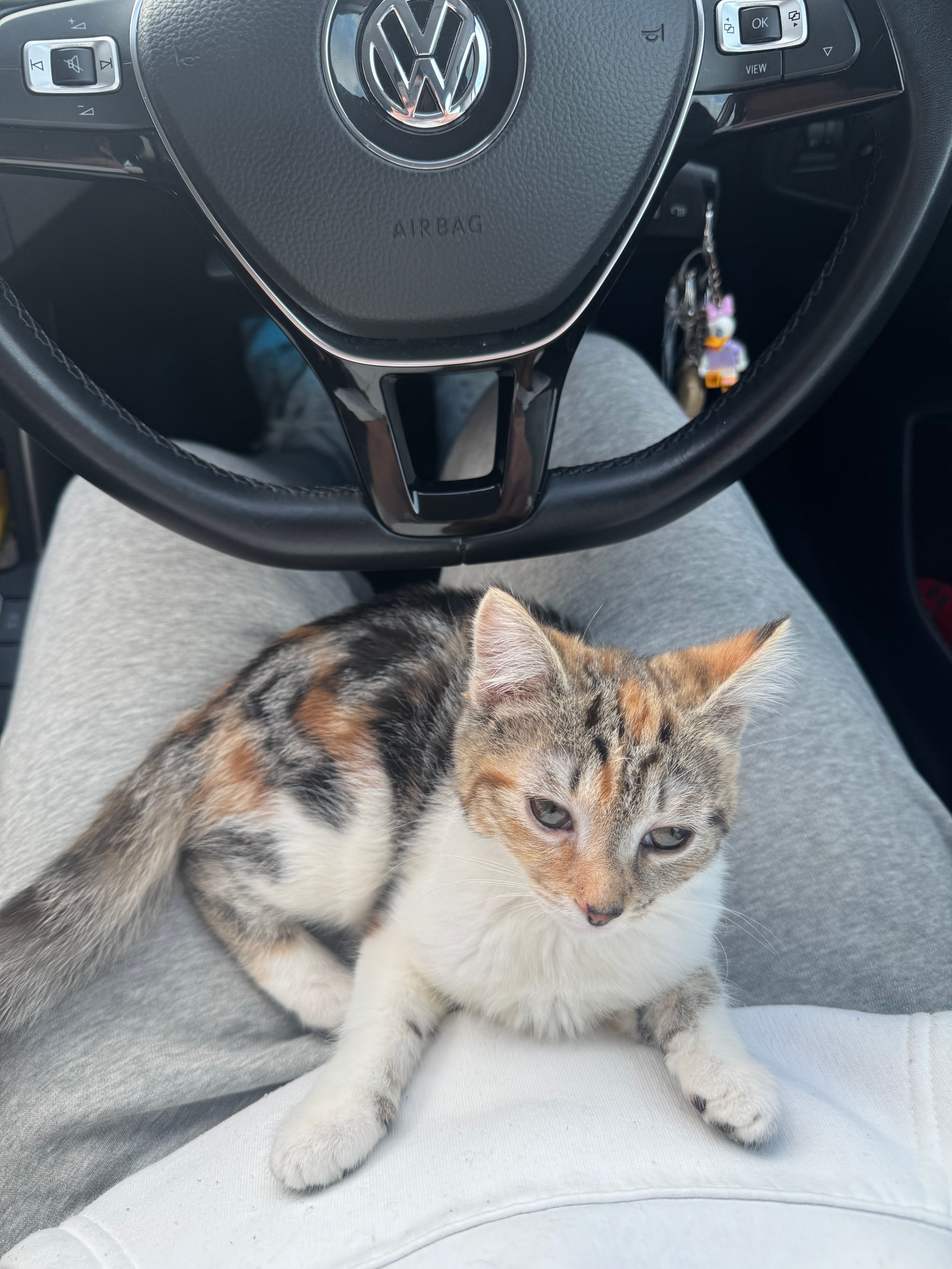 Margot - Ravelston Park, Newtownabbey