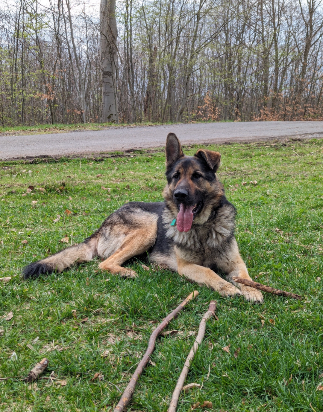 Darcy - Cemjata, Prešov