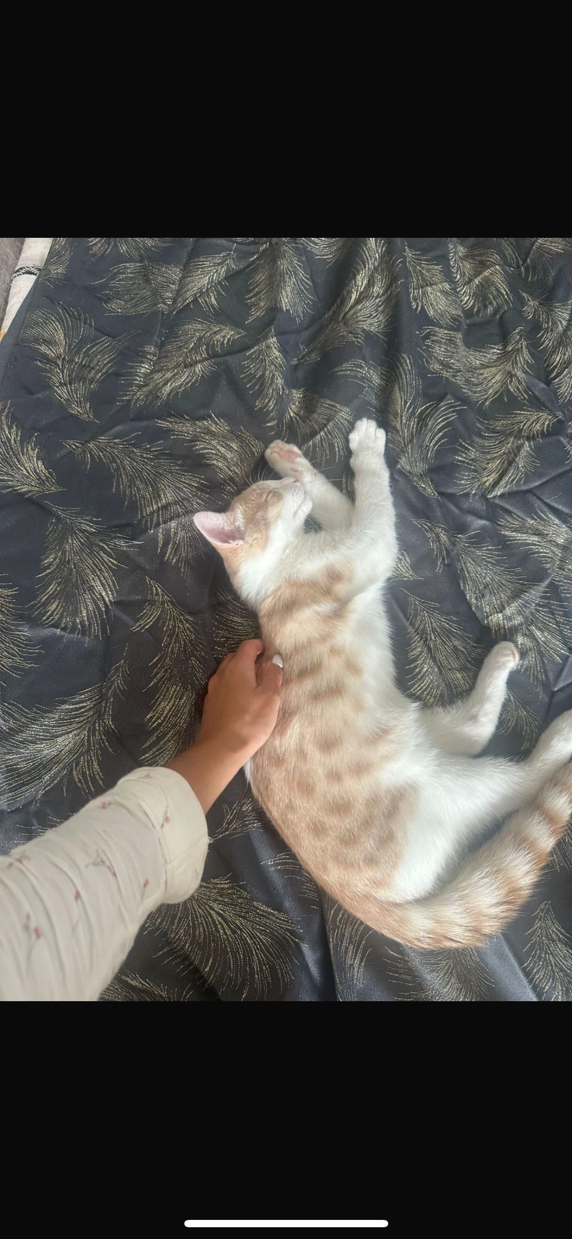 Minou - Elsmore Grove, Naas