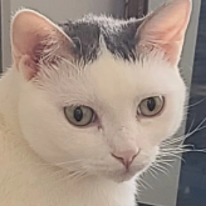 Salomon - Rue Du Colonel Gendreau, Castanet-Tolosan