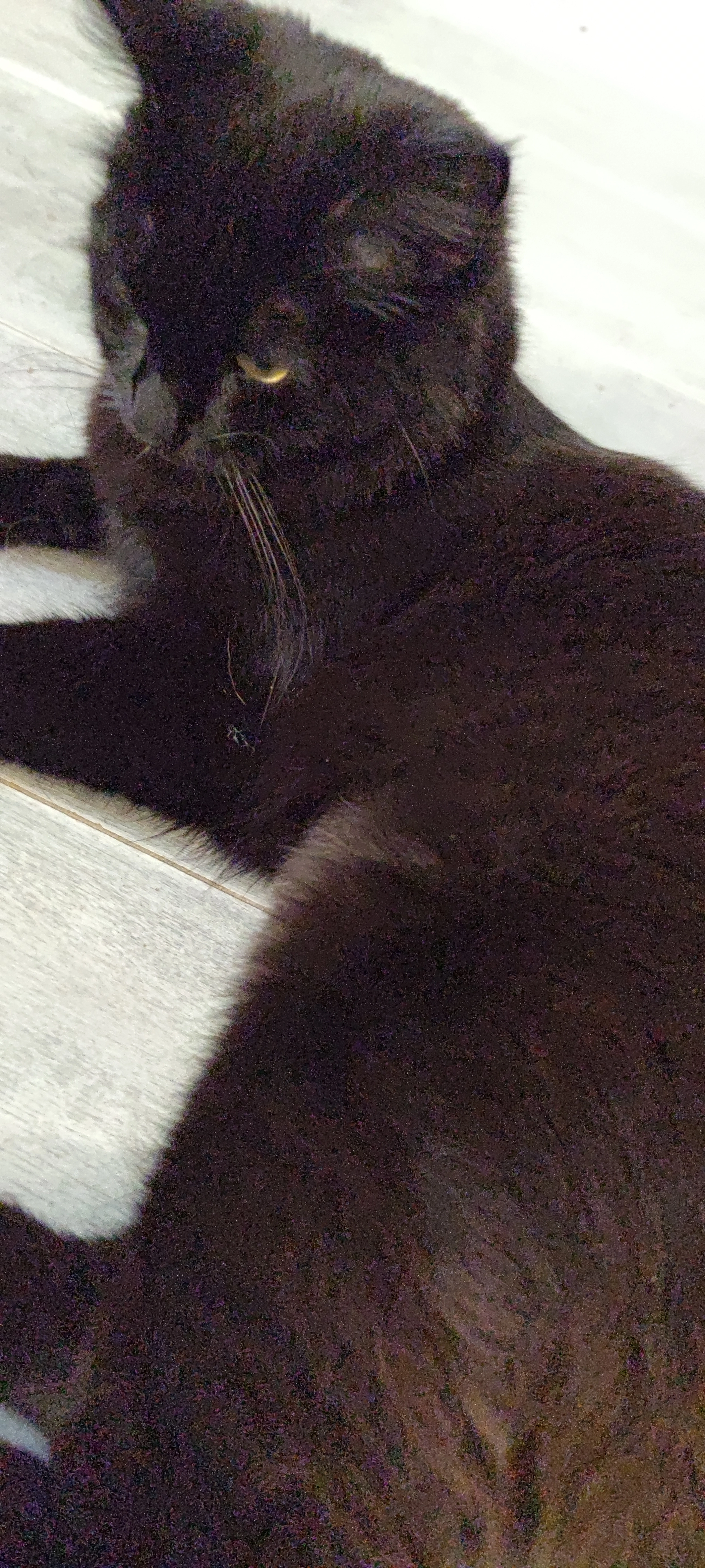 Asteria  - Square Le Perier, Saint-Martin-d'Hères