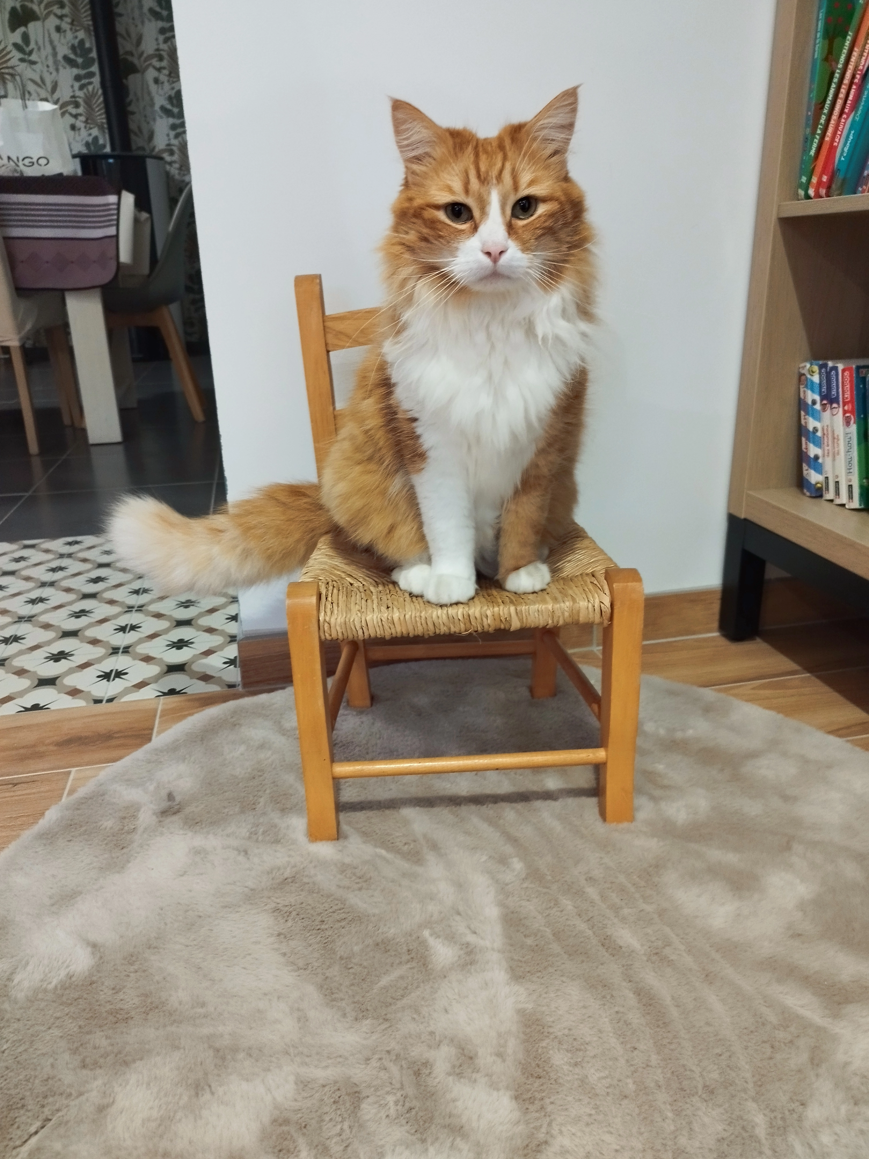 Panache - Rue Rabelais, Vairé