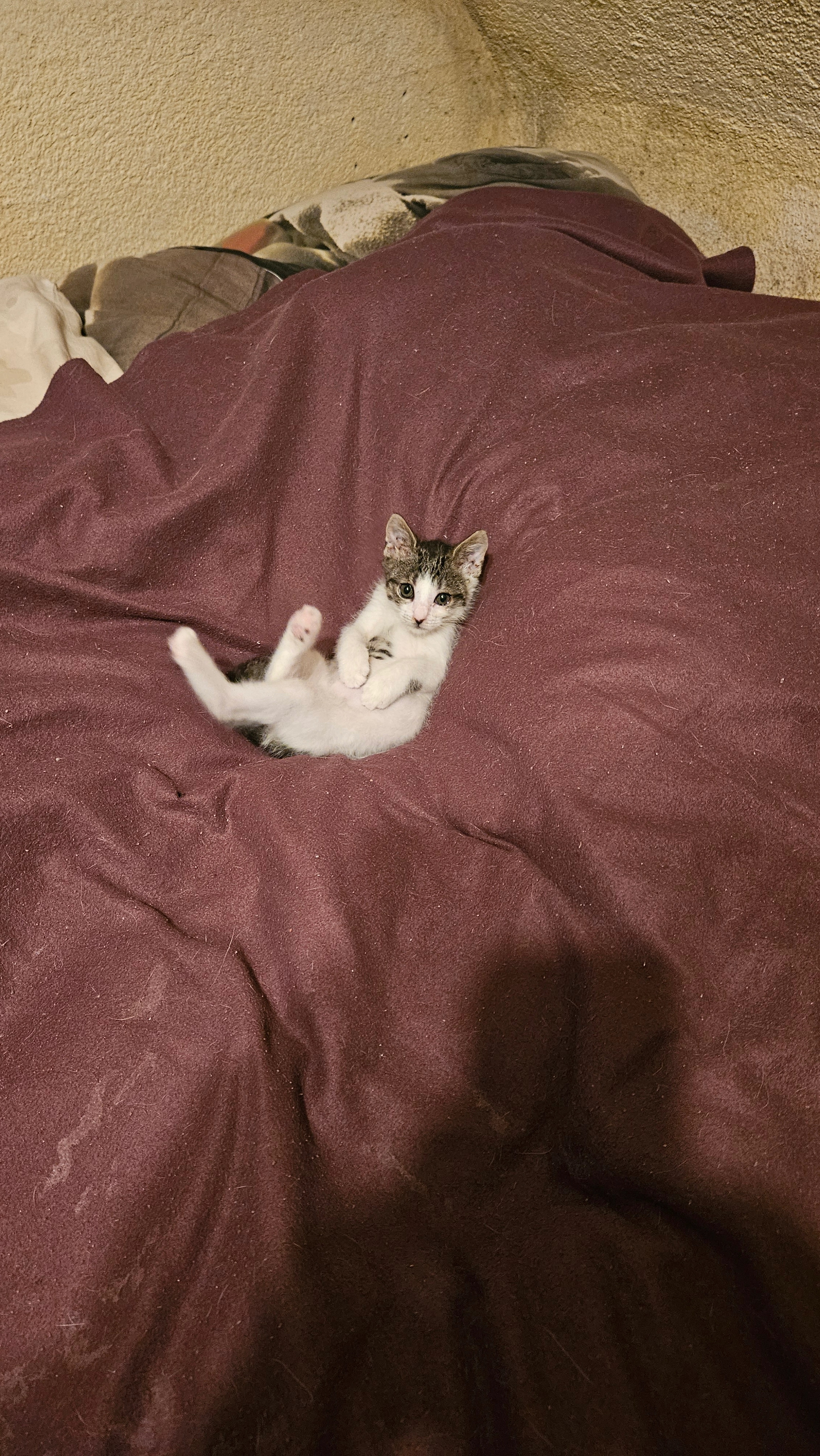 Stich  - Hauptstraße, Lauchhammer