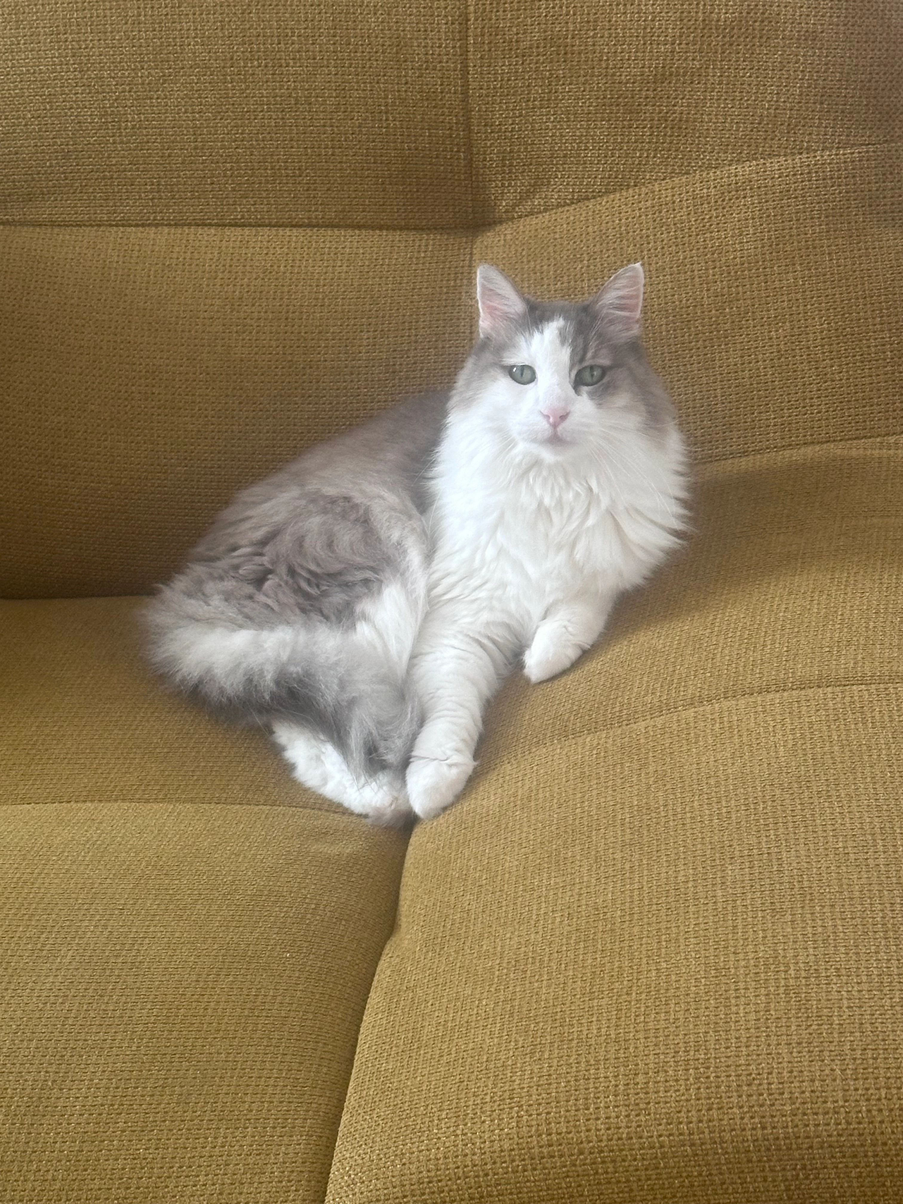 Miss - Impasse de la Pinède, Port-Vendres