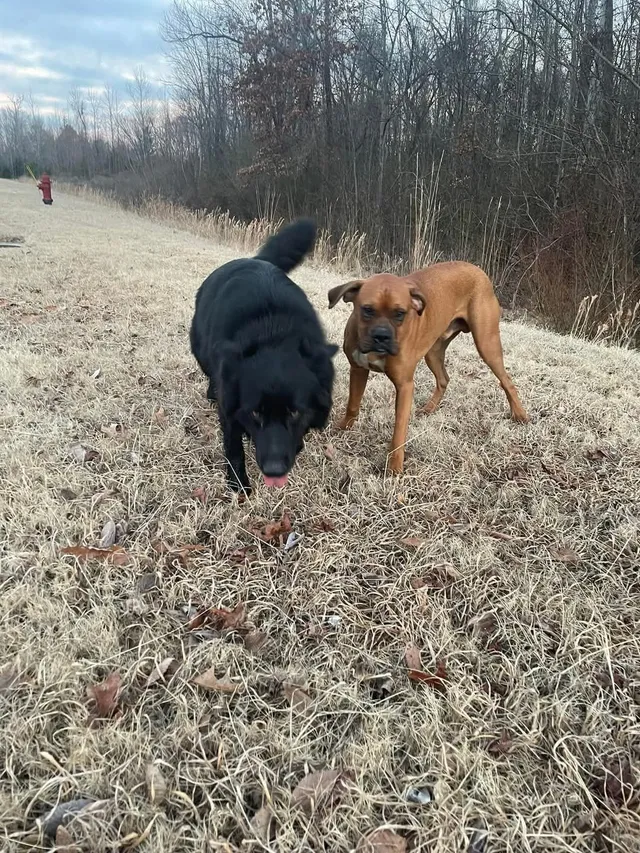 Two dogs are missing, Baldur (box - Interstate Blvd, Horn Lake