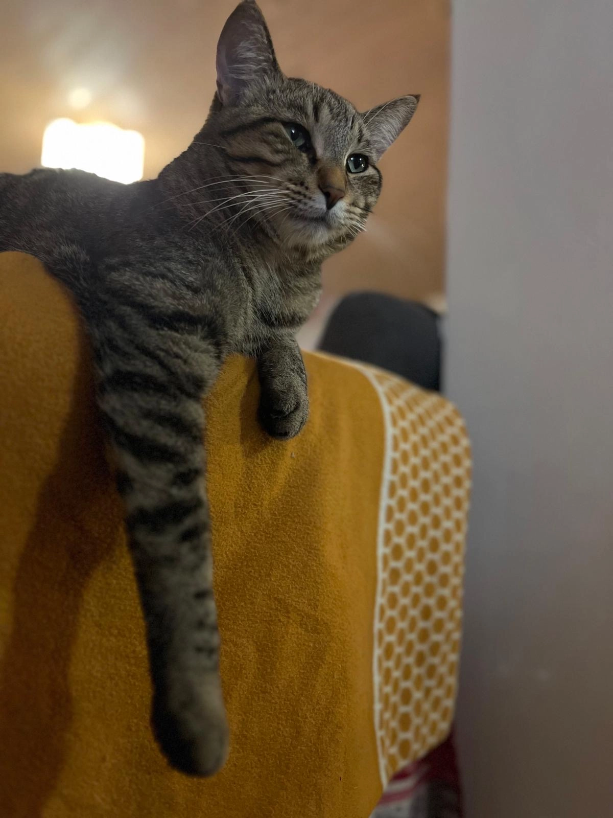 Wombat - Via Nos 13, Gnosca