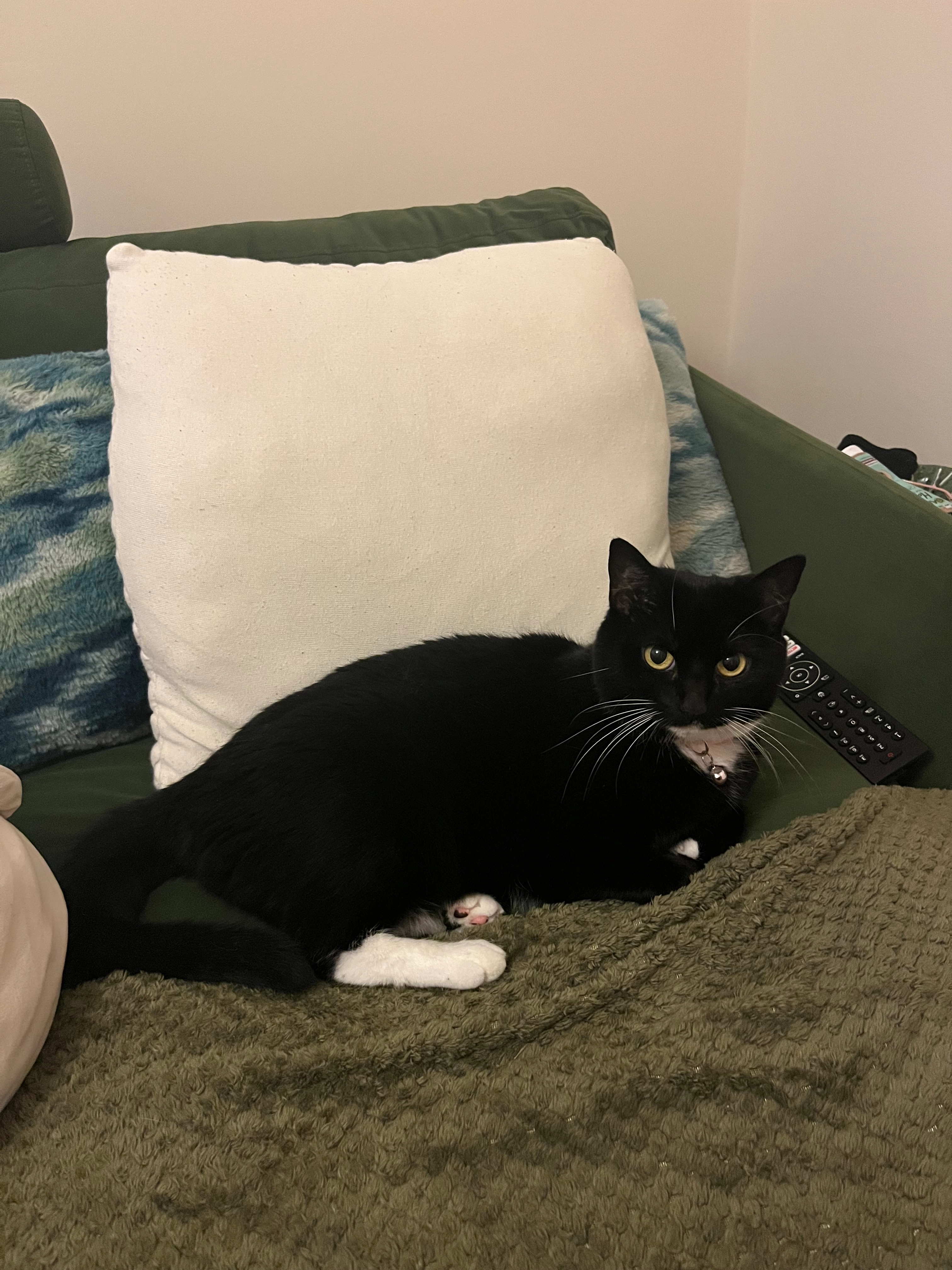 Lyra - Fortescue Close, Saint Austell