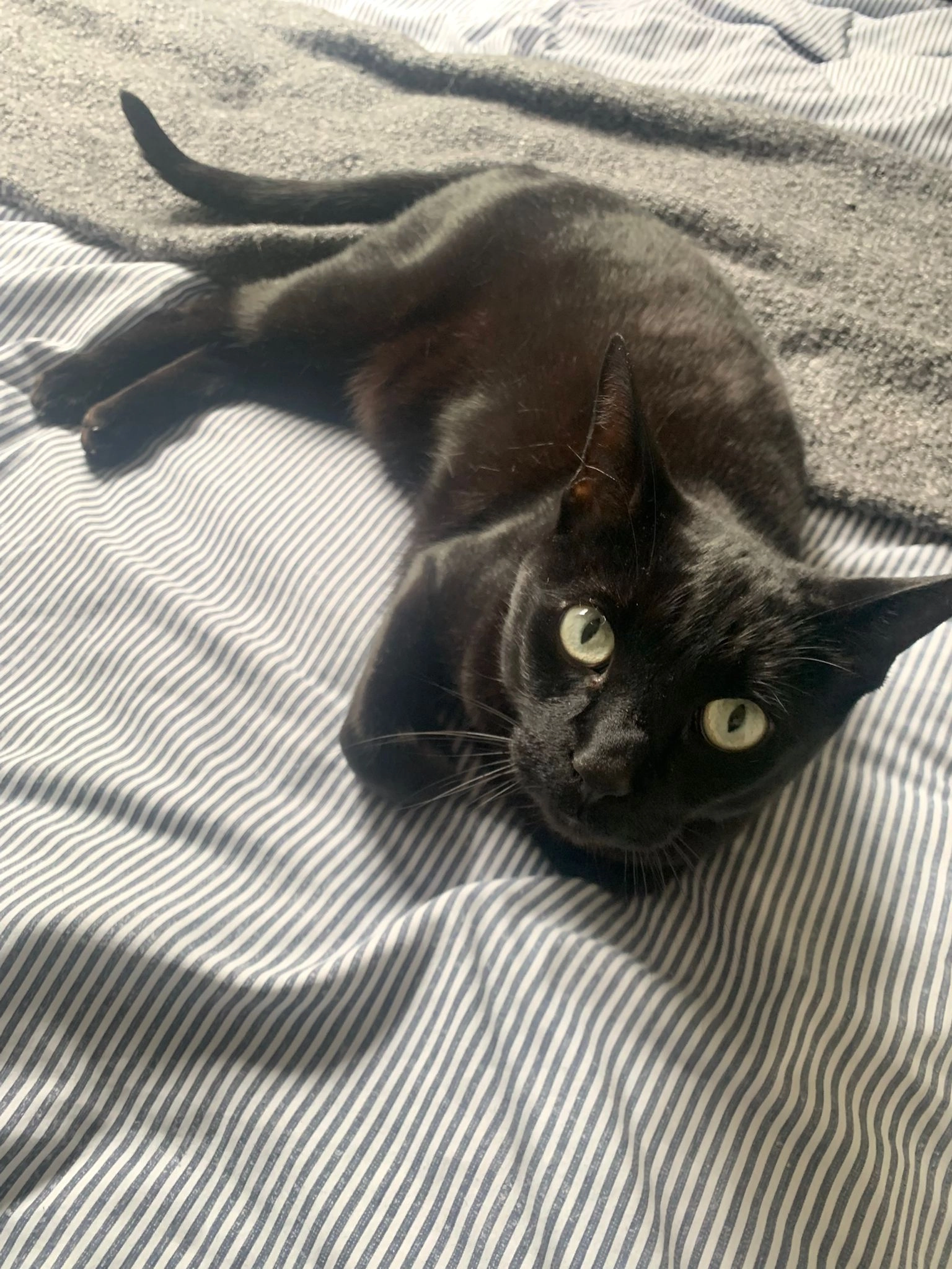 Bagheera - Hill Head Drive, Buxton