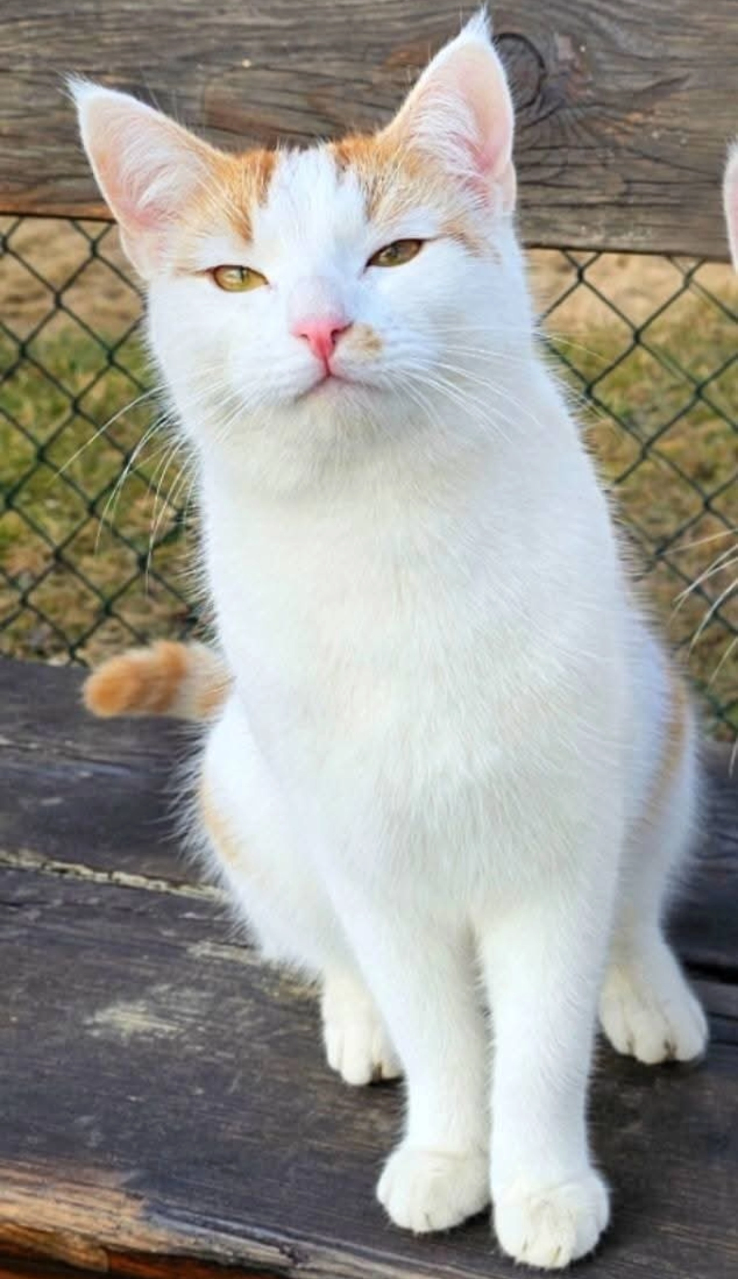 Geralt - An der Streuobstwiese, Kissenbrück