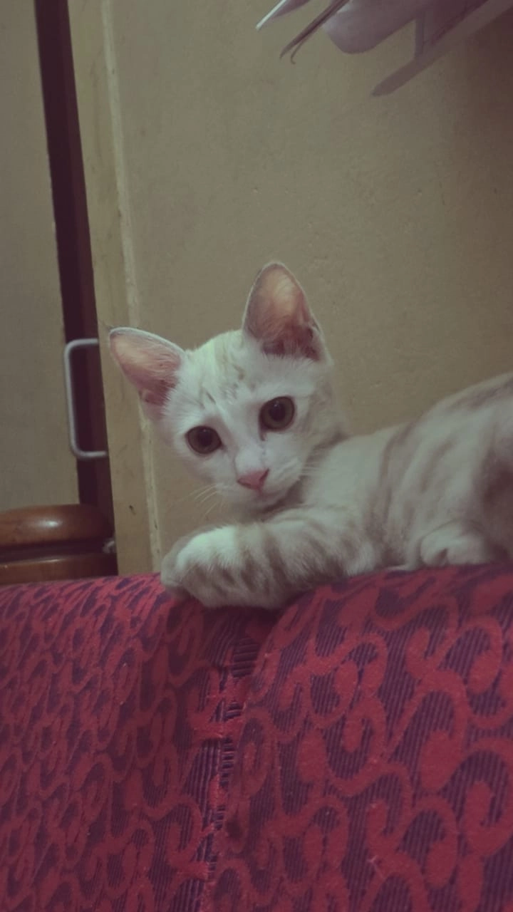 Luna - Peddu Street, Chennai