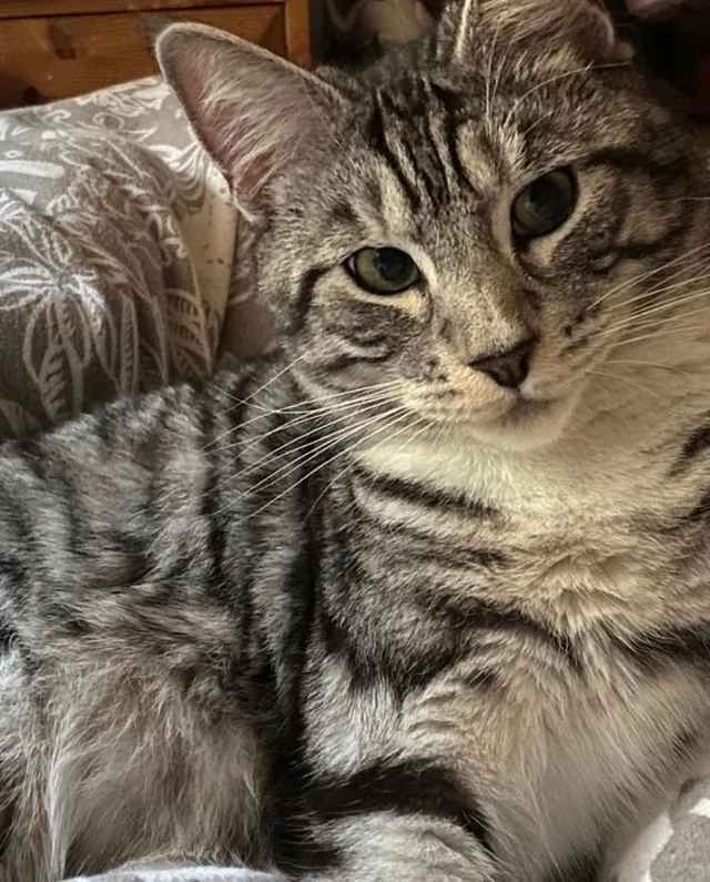 Merlin - LU2 7, Luton