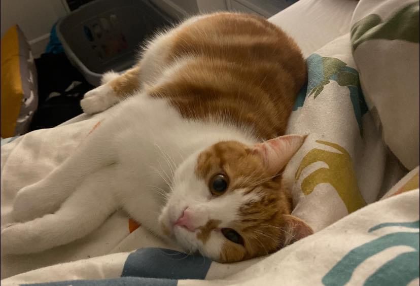 Tango - Augusta Park, Andover